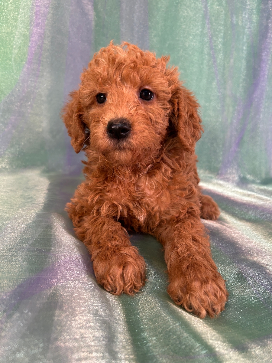 Male Schnoodle Pup for Sale DOB 1-26-2025 $950